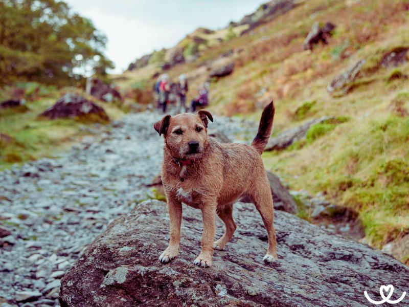 Psi-plemeno-patterdale-terier (6)